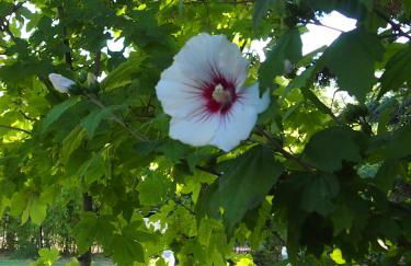 L'Islo Bamboo - Foto 24