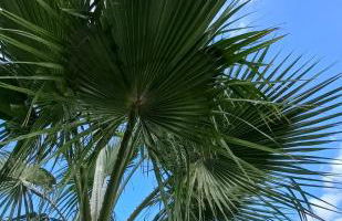 Calonge Villa Acacia - Foto 31