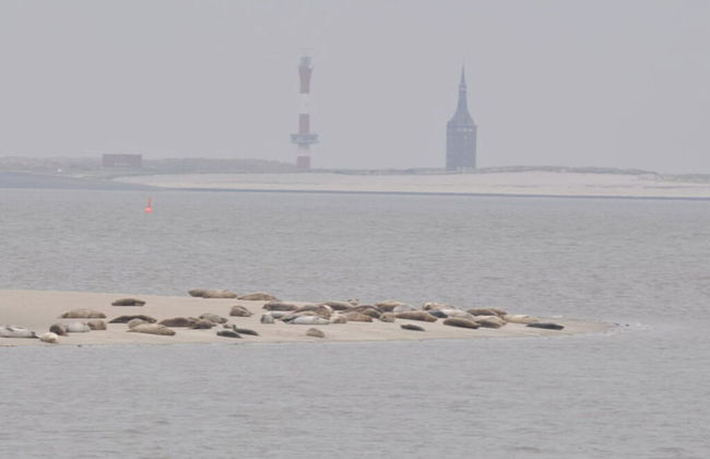 Little Beach Flea Comfortable Holiday Residence - Foto 18