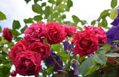 Gîte de Cep et de Grès - Foto 17