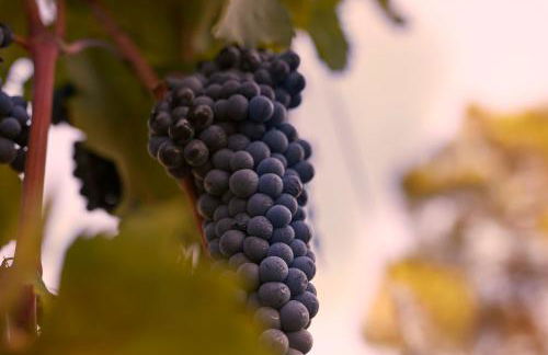 Tenuta San Vito In Fior Di Selva - Foto 109