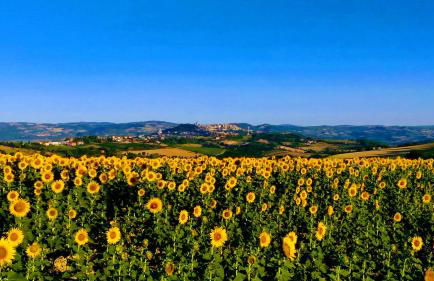 Il Focolare - Foto 5