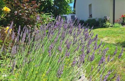 Sielanka Wydmy i Las - Foto 19