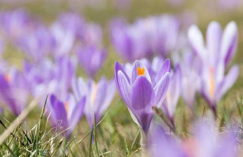 Blue Eyes Centre Free Parking - Foto 26