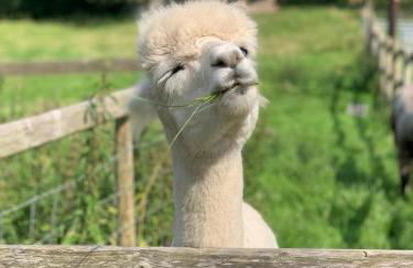 Dwylig Isa Holiday Cottages - Photo 68