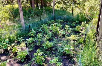 Boulder Creek Cabin by Casago McCall - Donerightmanagement - Foto 42