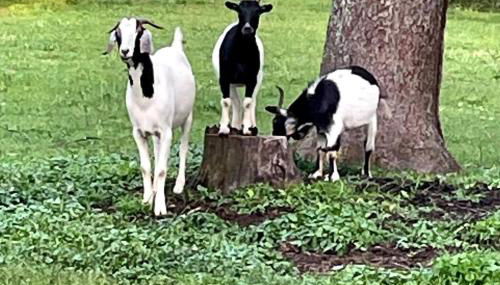 Bourbon Trail Cabin on the Farm - Foto 4