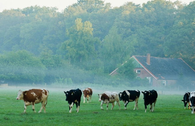 Holiday Home in Zelhem With Garden - Photo 35