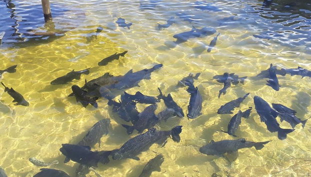 The Tambaquis Lagoon - Small Group Tour - Photo 2