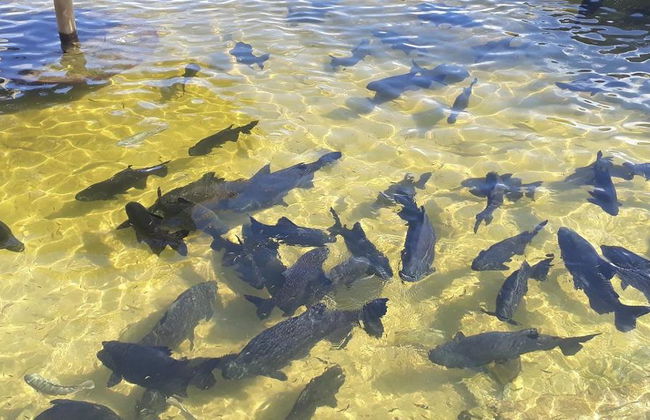 The Tambaquis Lagoon - Small Group Tour - Photo 2