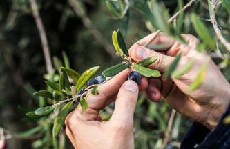 Tenuta San Felice - Foto 41