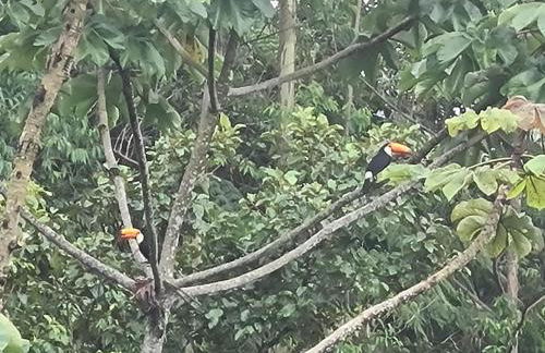 Chácara das Araucárias - Foto 57