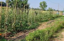 Agriturismo - La capra amaltea - Foto 42