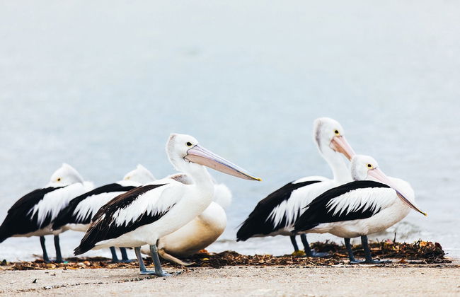 Jacobs Well Tourist Park - Foto 25