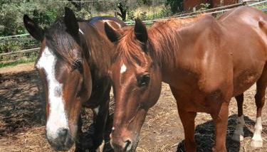 Il Nido di Erin - Foto 2