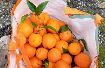 Quinta da Tranquilidade - Foto 45