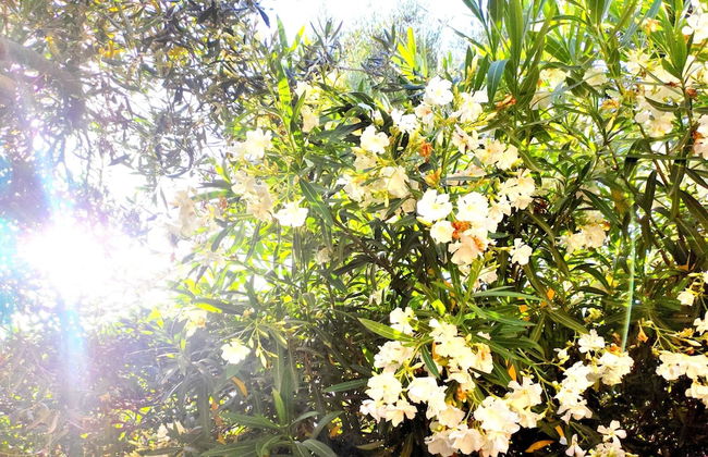 TETRAKTYS estate - Foto 17