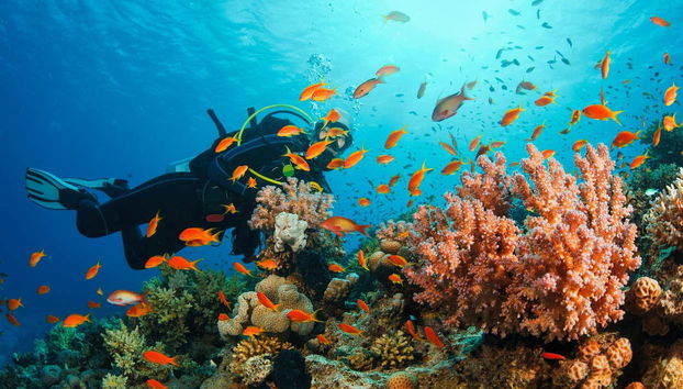Mergulhando ao lado de muitos peixes