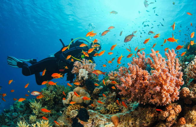 Scuba Diving in Khasab - Photo 2