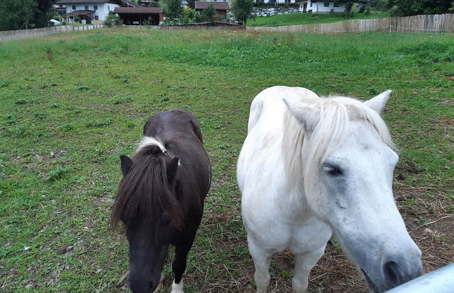 Gut Vögeihof - Foto 25