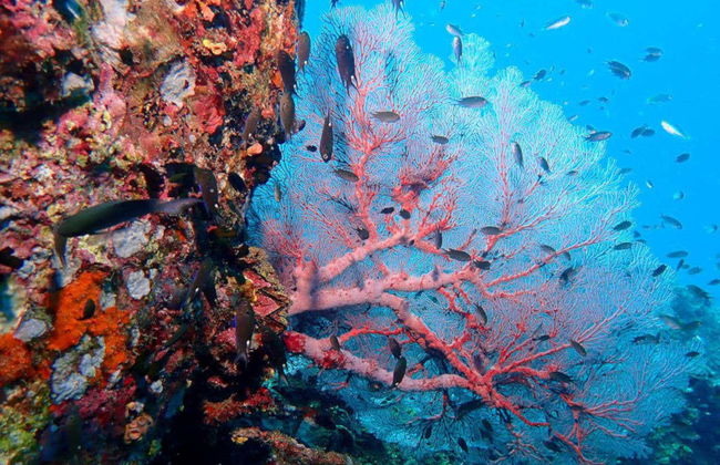 Immersione a Koh Tao - Foto 8