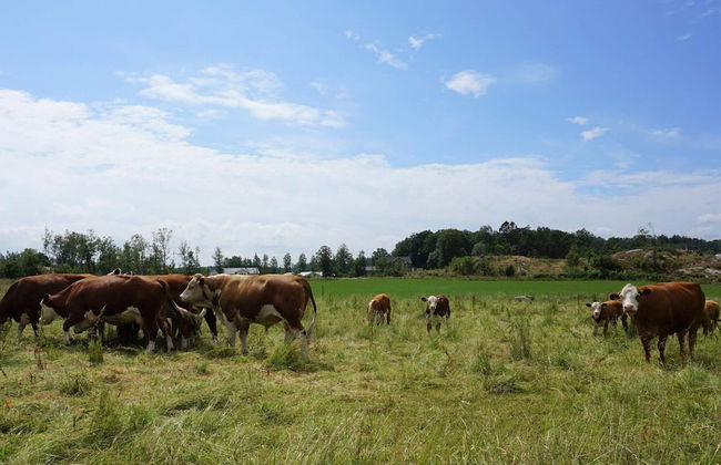 2 Person Holiday Home in Henan - Foto 15