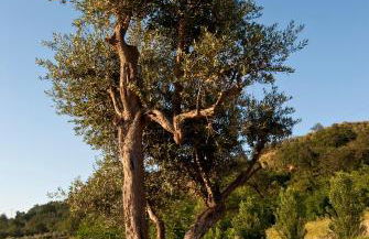 Agriturismo Il Falco - Foto 19