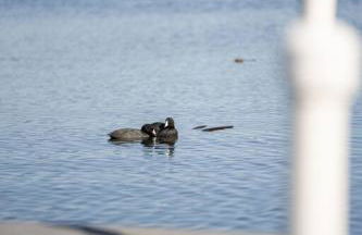 Exquisite Lakefront Pool House Awaits Pool 10 PPL - Foto 69