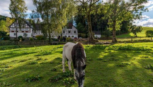 Ferienhof Schade - Foto 3