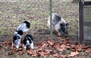 Happy Place near WEC , Natural Springs,Zip-Line - Photo 51