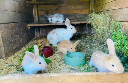 Ferienhof Alte Wildmeisterei - Fewo Gartenblick - Foto 26