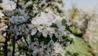 4 Sterne Ferienwohnung Hochries - Foto 3, Garden