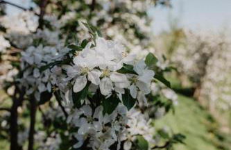 4 Sterne Ferienwohnung Hochries - Foto 3