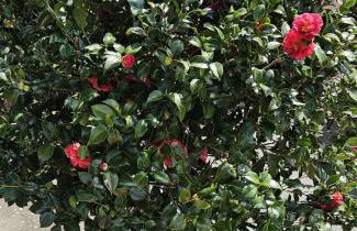 Cantinho da Lourdes e Tonito Nº 136193/AL - Foto 44