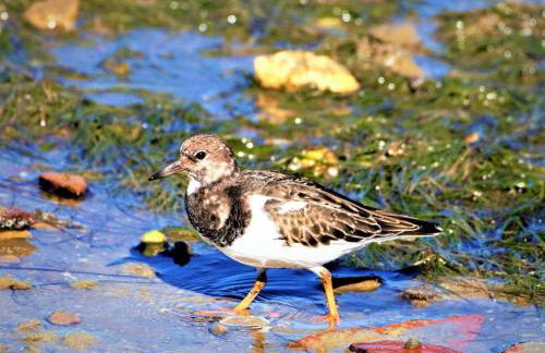 CozyHome - Cabanas - Photo 10