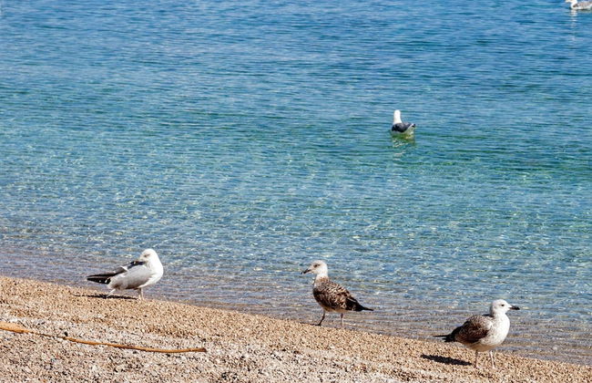 Splendid Beachfront Medveja Apartments - Foto 44