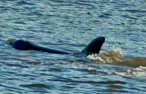 Swimming, Boating, Fishing on Gulf & Heated pool - Foto 72