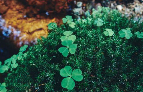 Blickinsfreie - Photo 72