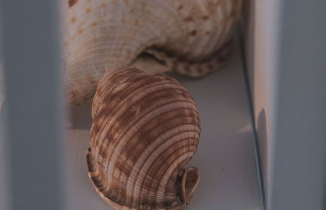 Lotus Sweet Home Hydra - Photo 26