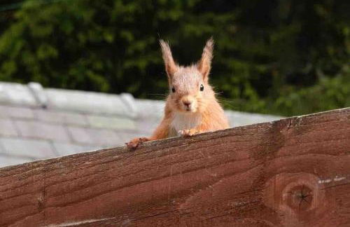 Castle Cottage with views of Kielder Castle - Foto 22