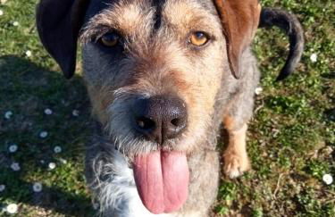 Villa Siena Bio Agriturismo private pool - Foto 6