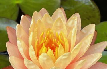 Luxury Historic Shotgun Home in Lower Garden District - Foto 70