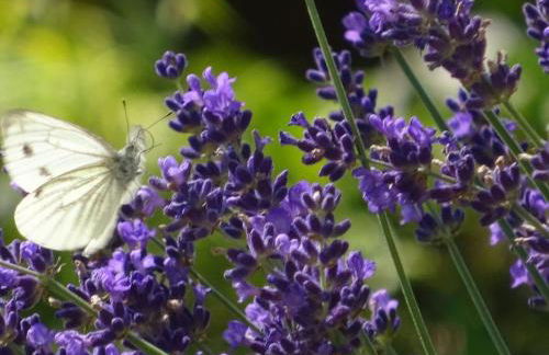 Irene Dorn Comfortable holiday residence - Foto 6