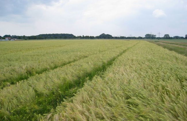 Holiday Home Haus Mewa - Foto 10