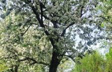 Agroturystyka Przy Rajskim Sadzie - Foto 29