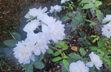 Appartamento Rosanna - Foto 45