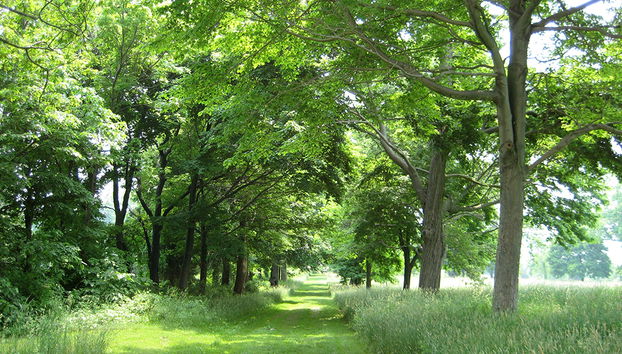 Caminata por la selva tropical - Foto 5