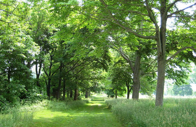 Caminata por la selva tropical - Foto 5