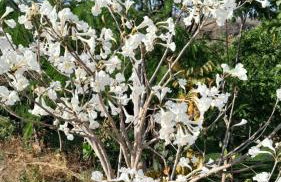 CANTINHO DA ROSA ac - RIO PRIVATIVO - Foto 10