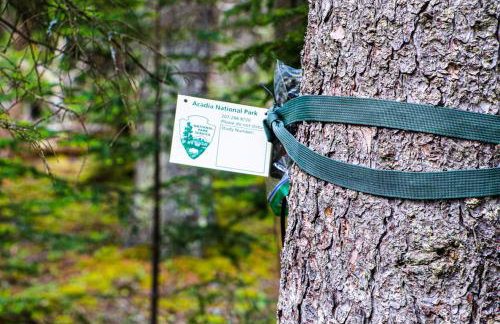 Secluded Bungalow Near Acadia and Bar Harbor -Private, Pet Friendly, Fire Pit - Foto 6